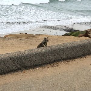 Meet your Posher, Celes